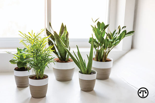 Green and growing house plants can liven up your    home d&eacute;cor.