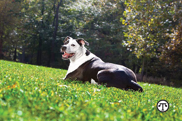 Lucky the TurfMutt, a real-life rescue dog who    educated people about living landscapes.