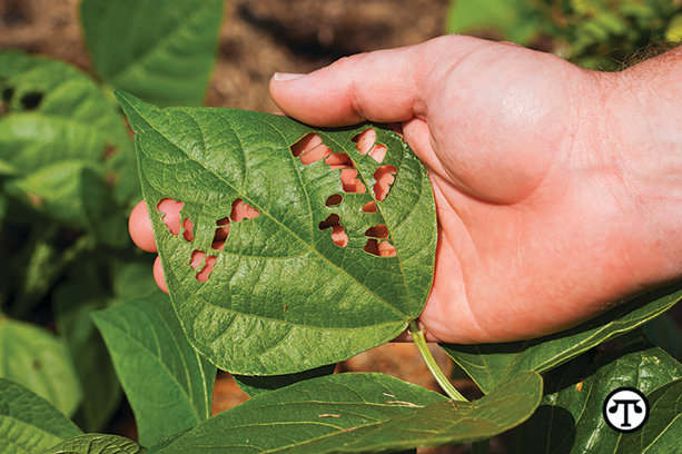 If you see unusual changes in plants near you, alert USDA. You may prevent a pest invasion.