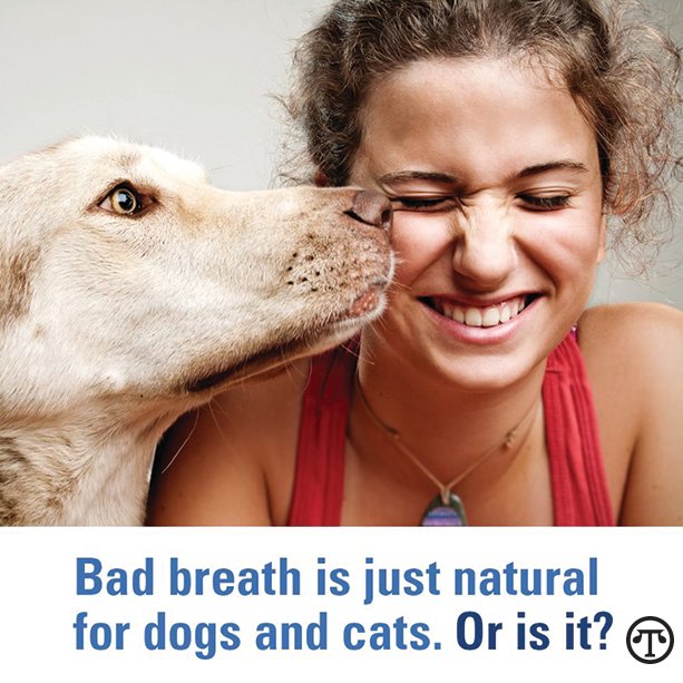 Pet parents can breathe easier when they protect their fur babies from bad-breath-causing bacteria.