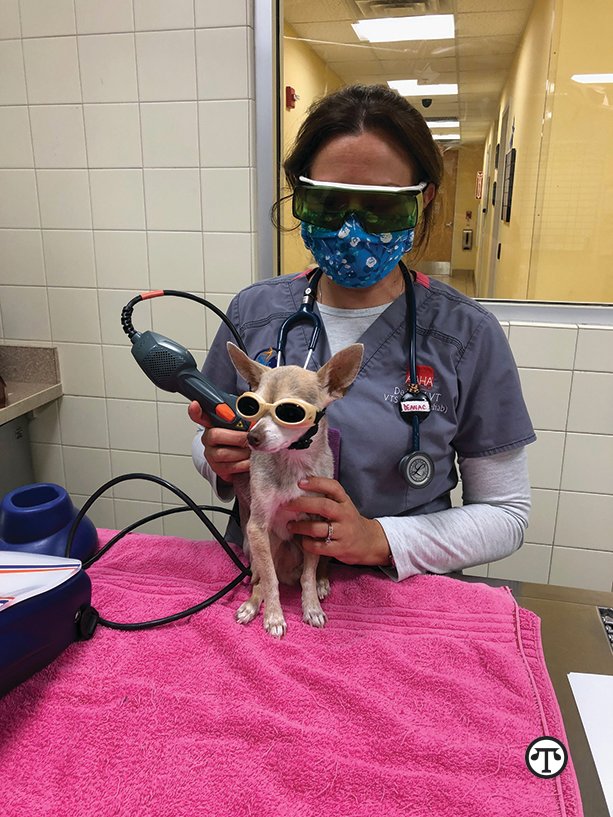 Veterinary nurses and technicians are an invaluable resource to pet parents within veterinary practices.