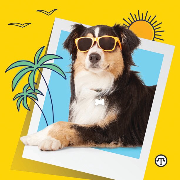 The dog days of summer can be more delightful for all your pets if you prepare properly.